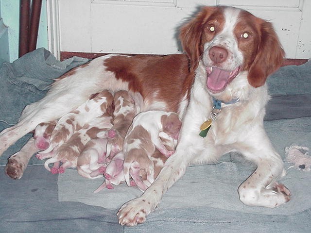 Wyndy with her 1-day old pups