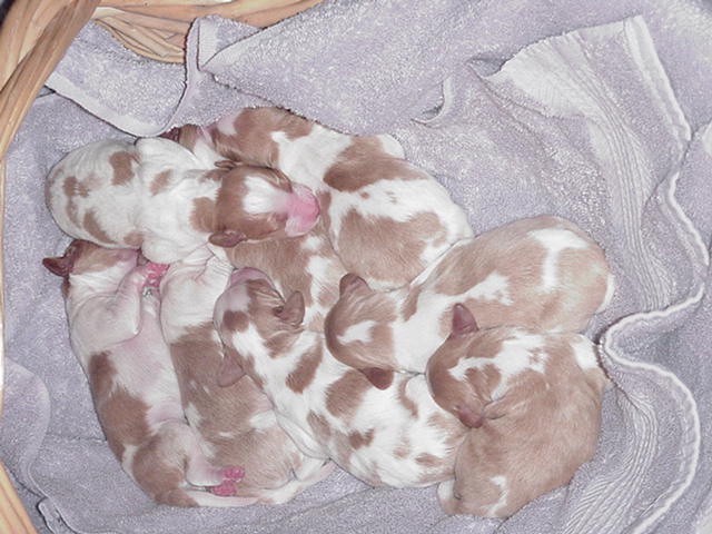 8 Wyndy pups 1 day old