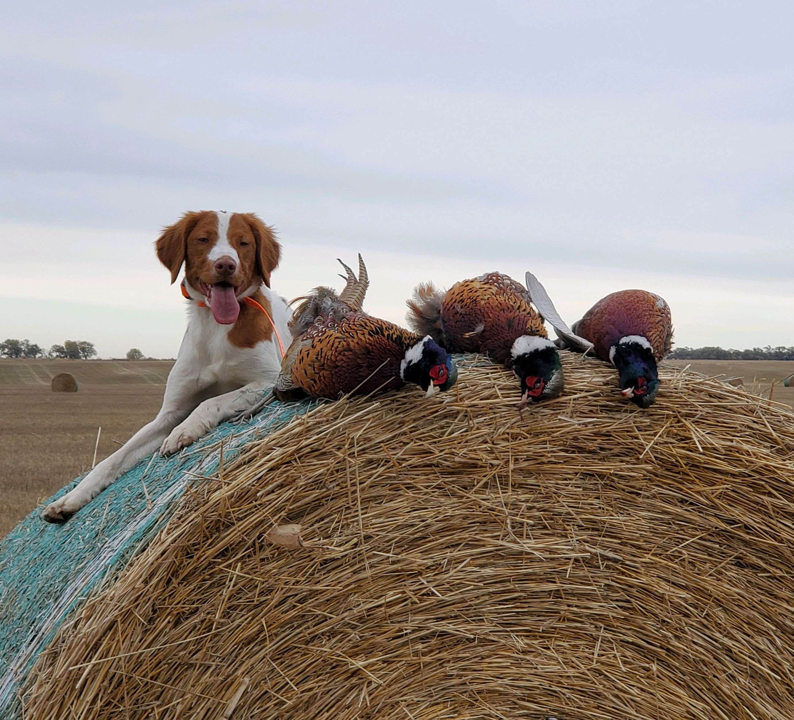 brittany spaniel pheasant hunting