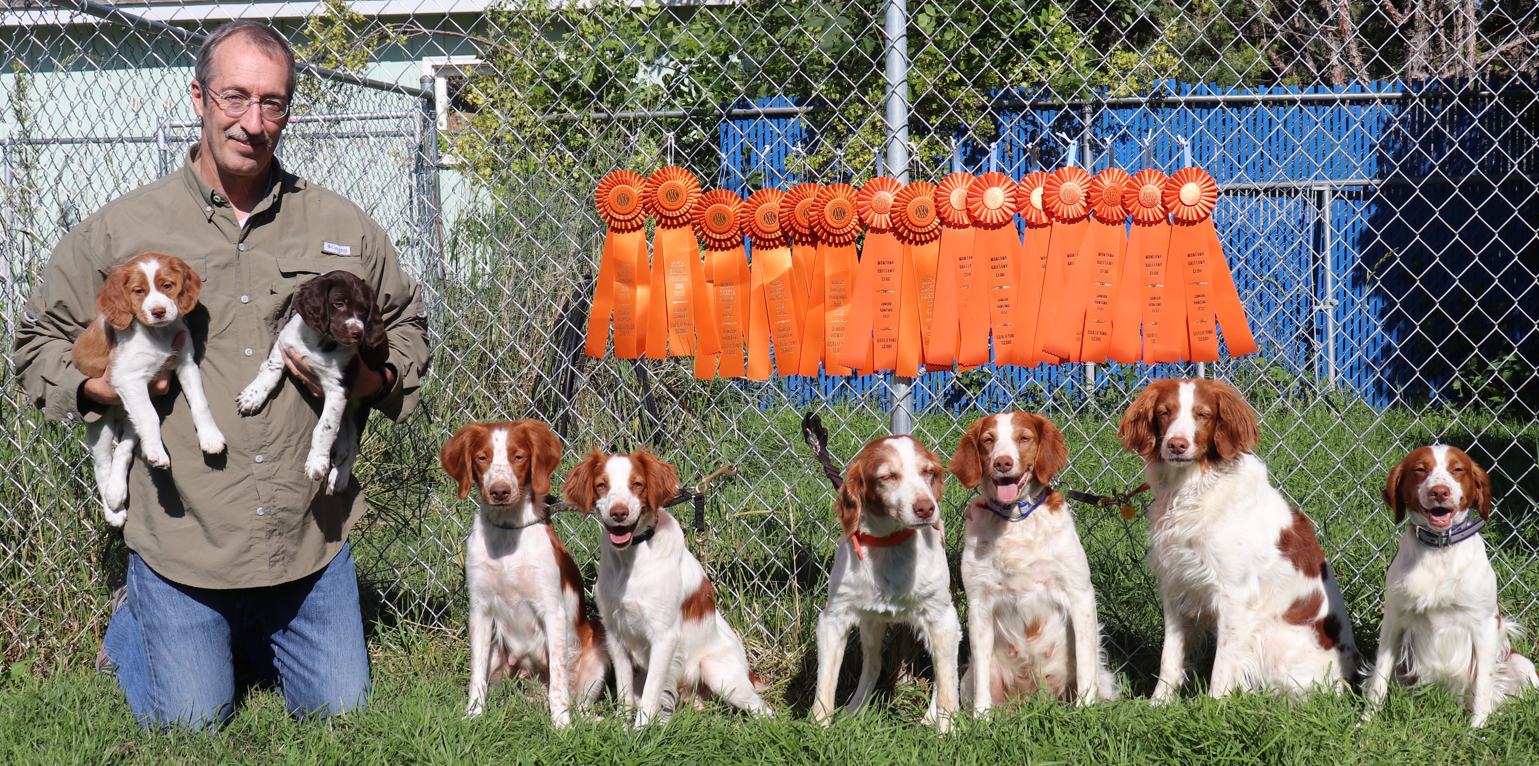 Akc brittany outlet puppies