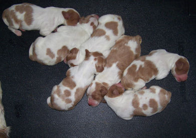 7 of the pups