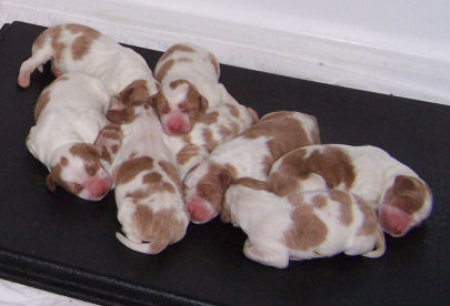 8 pups