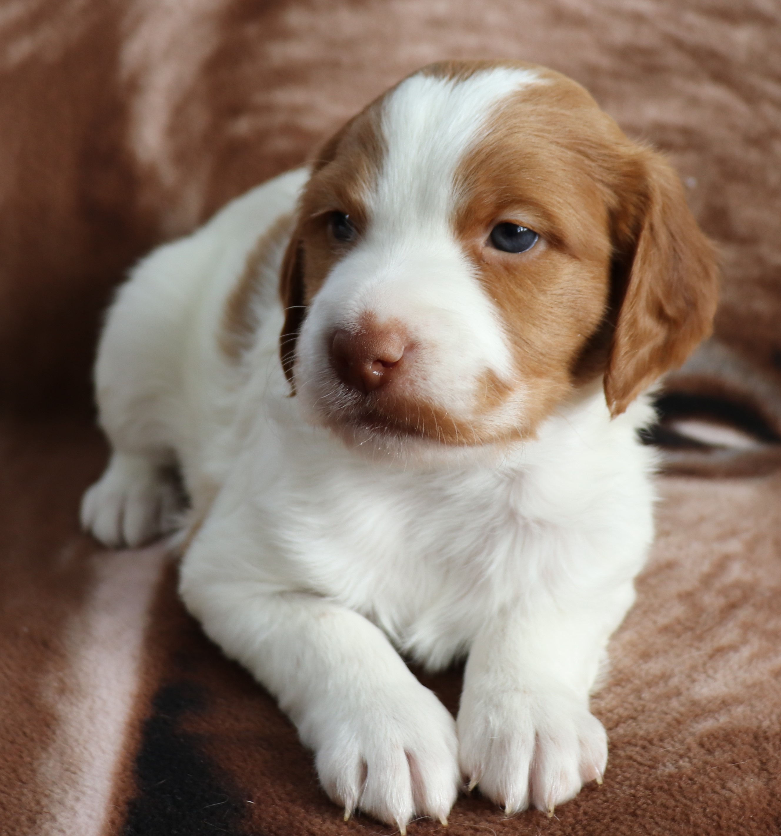 brittany dog puppies for sale