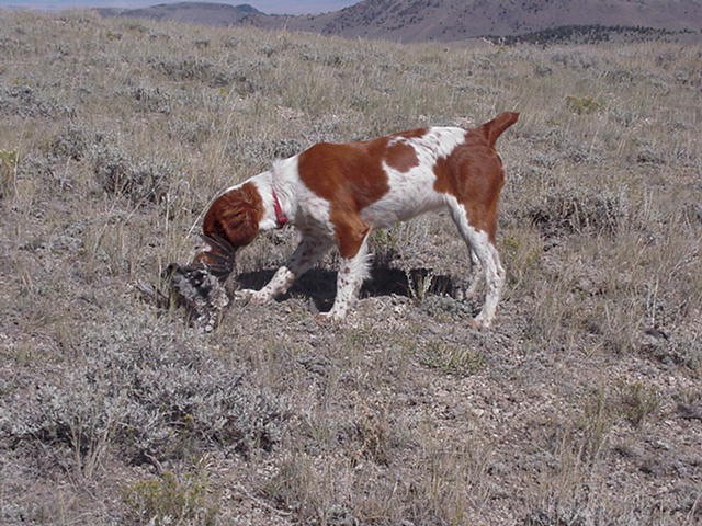 Ica fetching her first sage grouse 04