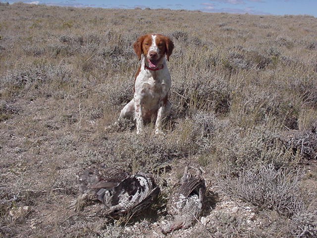 Ica with sage grouse, 2004