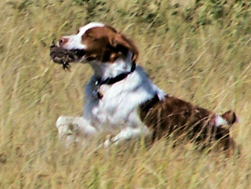 Jesse fetching a quail