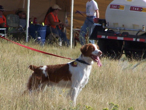 Jesse at a hunt test, Aug. '06