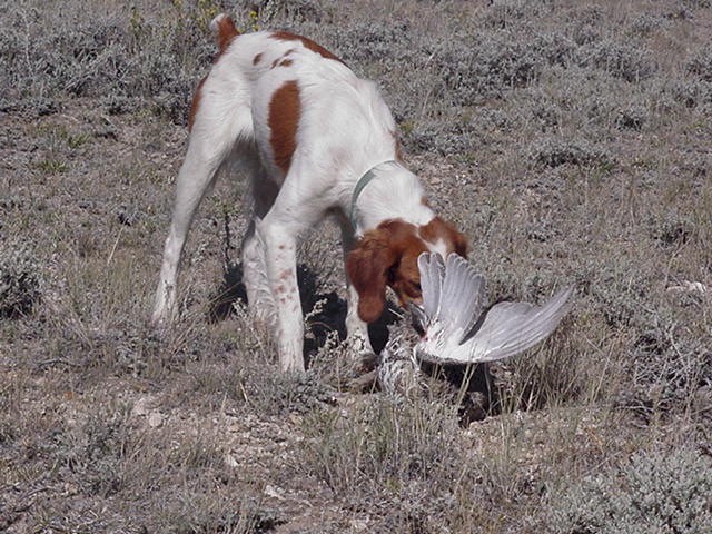 Meadow first sage 04