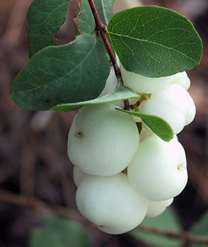 snowberry