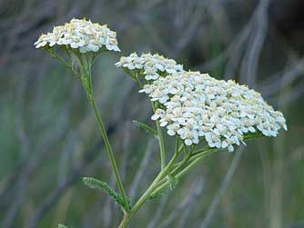 Yarrow